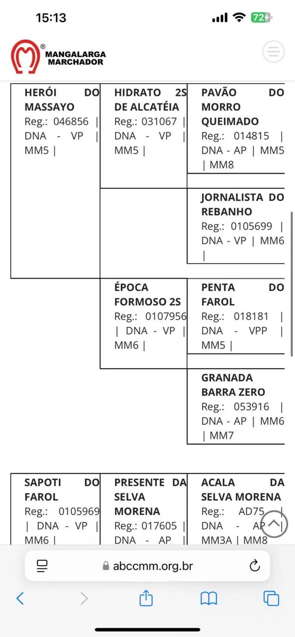 Cavalo mangalarga marchador registrado. - Foto 4