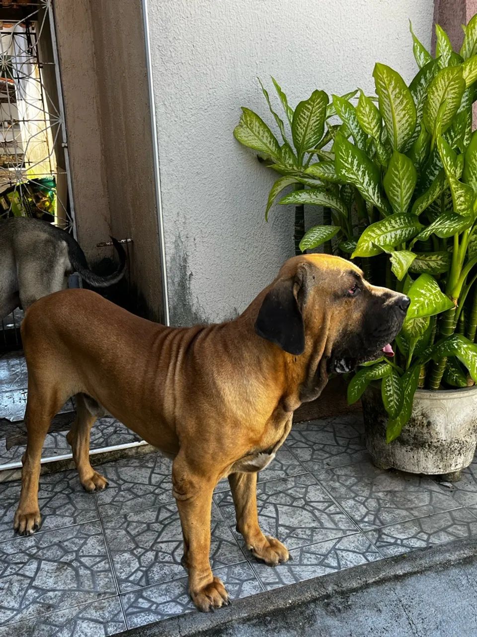 Fila Brasileiro - Foto 4