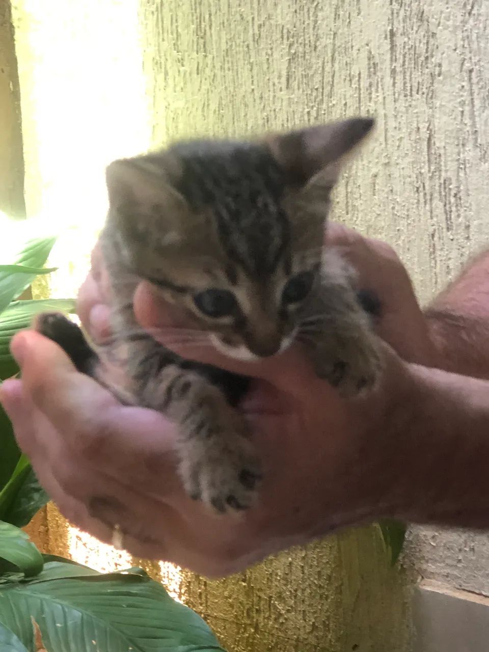 Doação de gatinhos - Foto 2