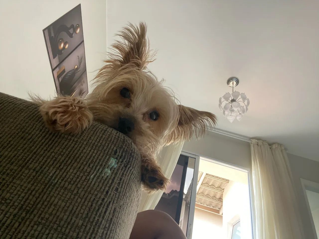 Pet - Foto 3