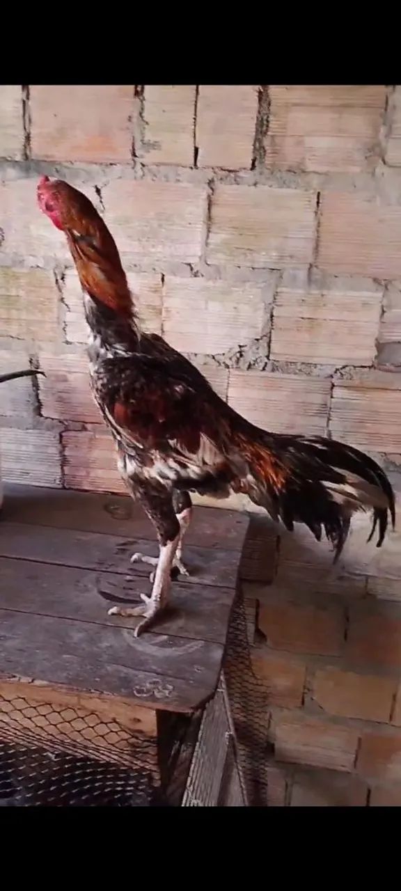 Galo canela branca  - Foto 5