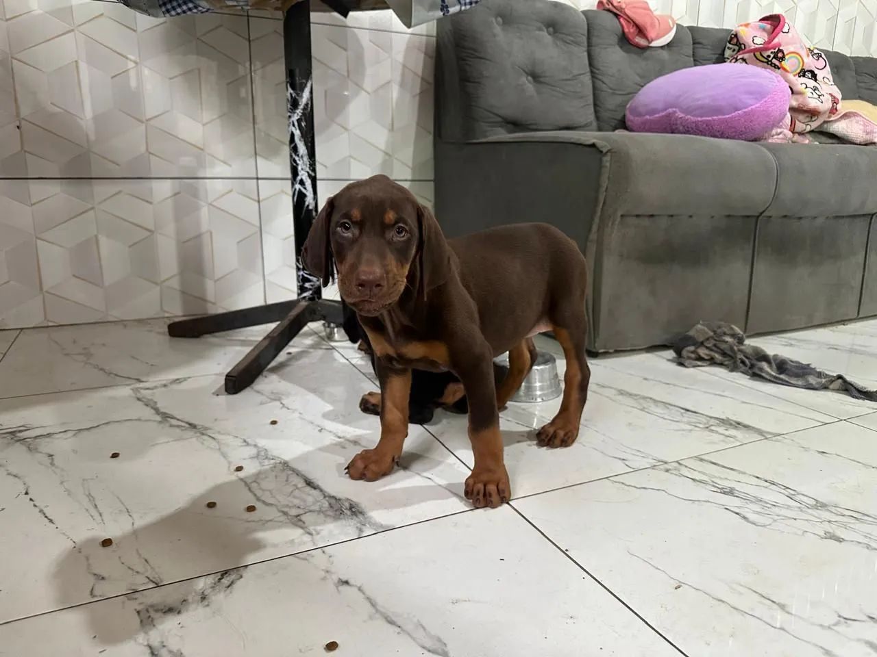 Doberman marrom - Foto 3