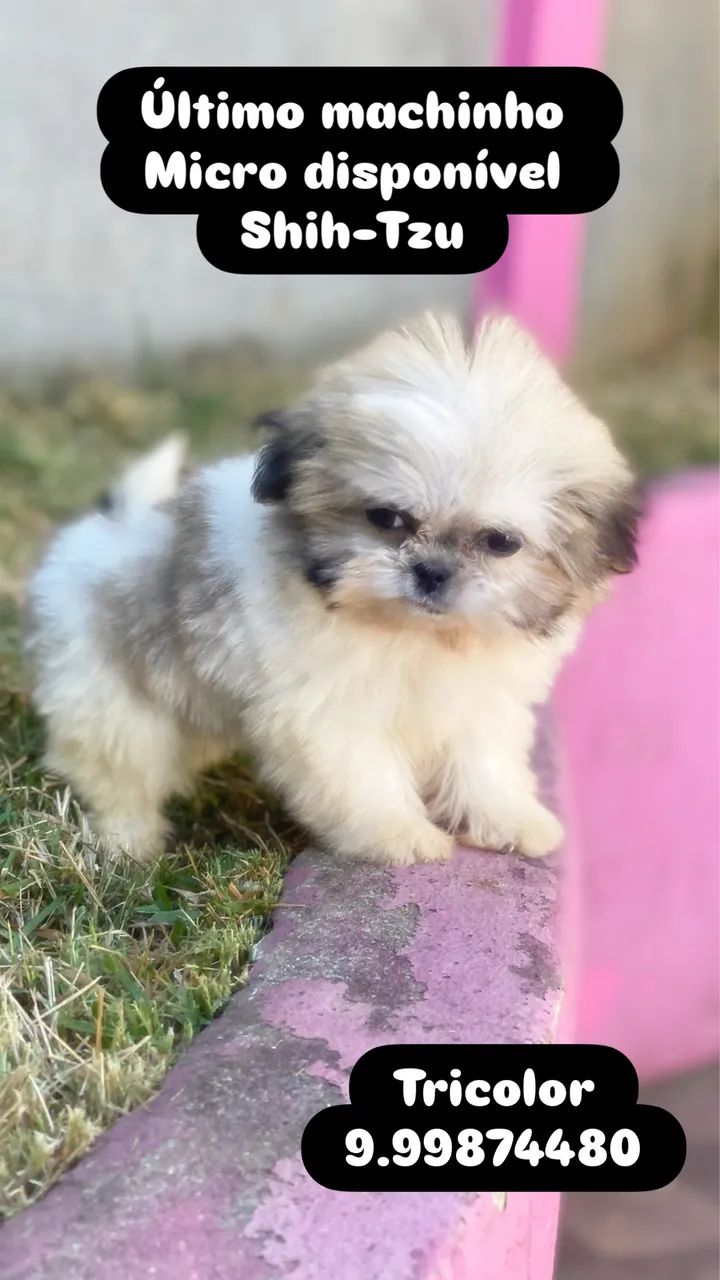 Pet - Foto 3