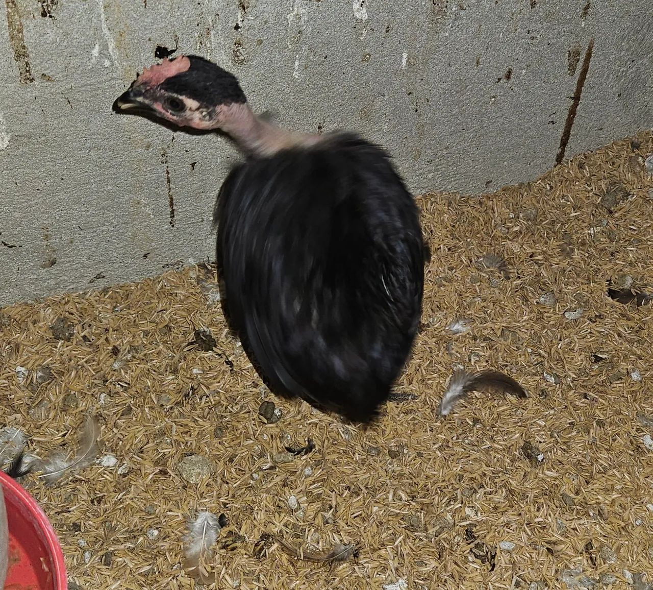 Frango mini garnizé modelado suro polaco 3 meses - Foto 4