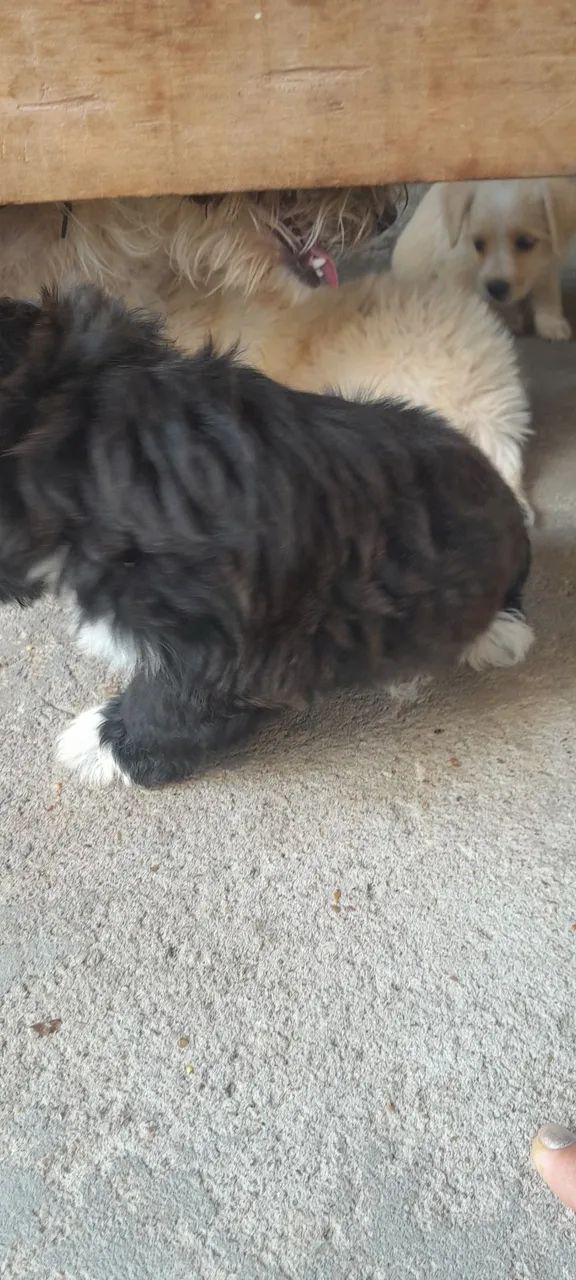 Vende-se  - Foto 3