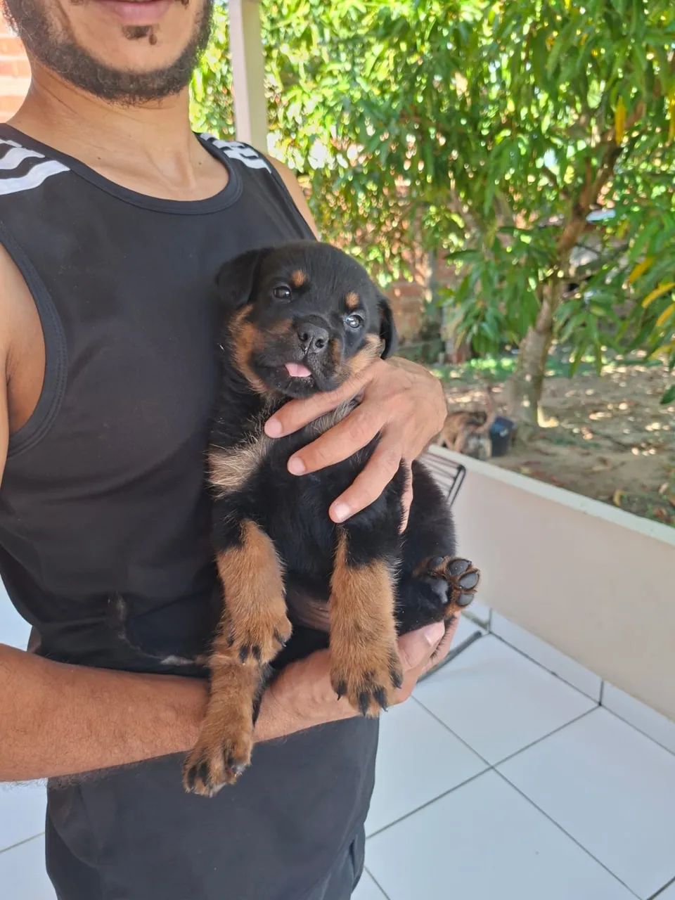 Filhote de rottweiler