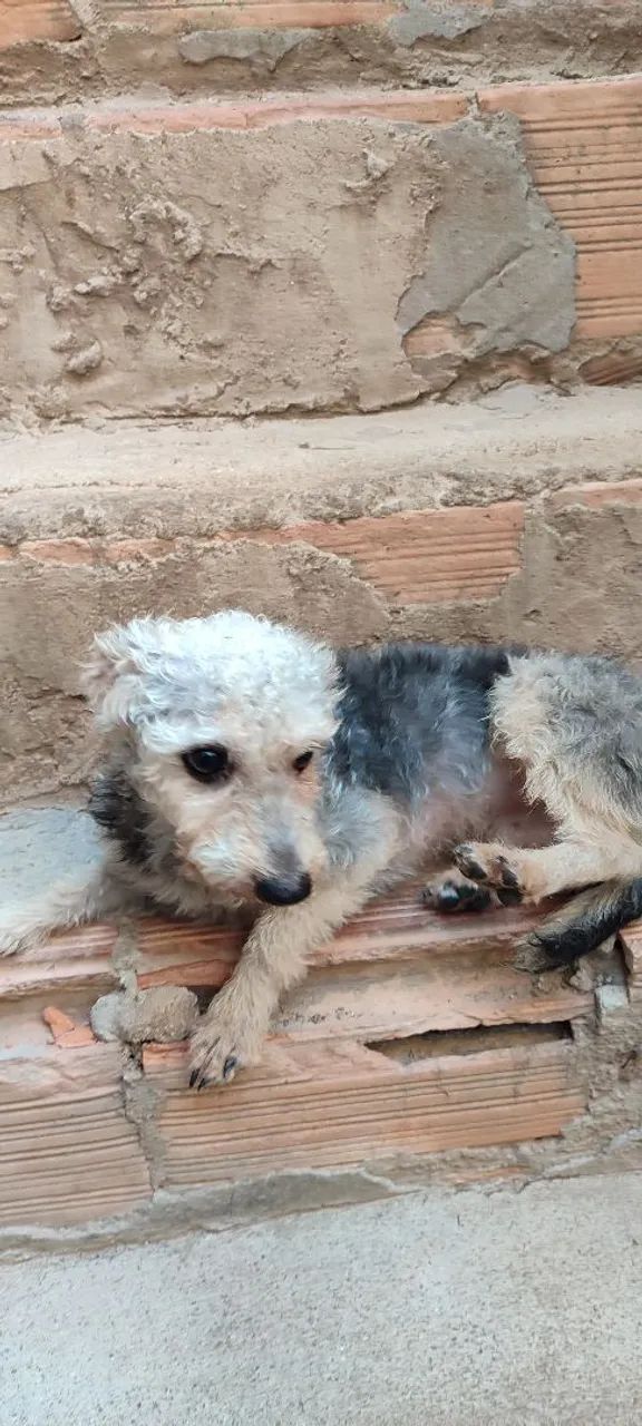 Doação de cachorro  - Foto 4