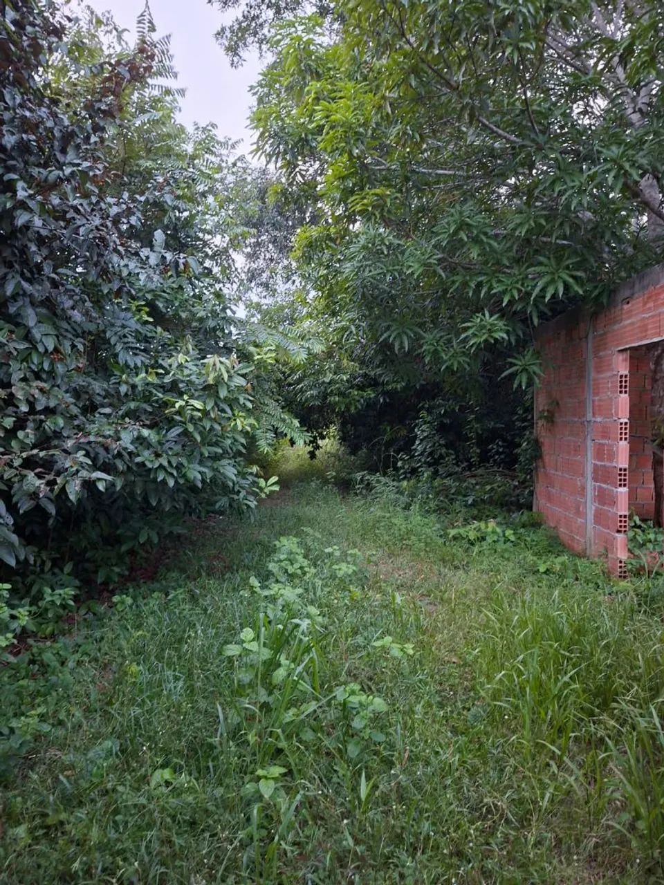 Terreno no Ramal do Lago Janauari  - Foto 4