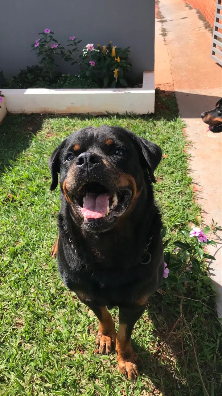 Filhotes de Rottweiler  - Foto 3