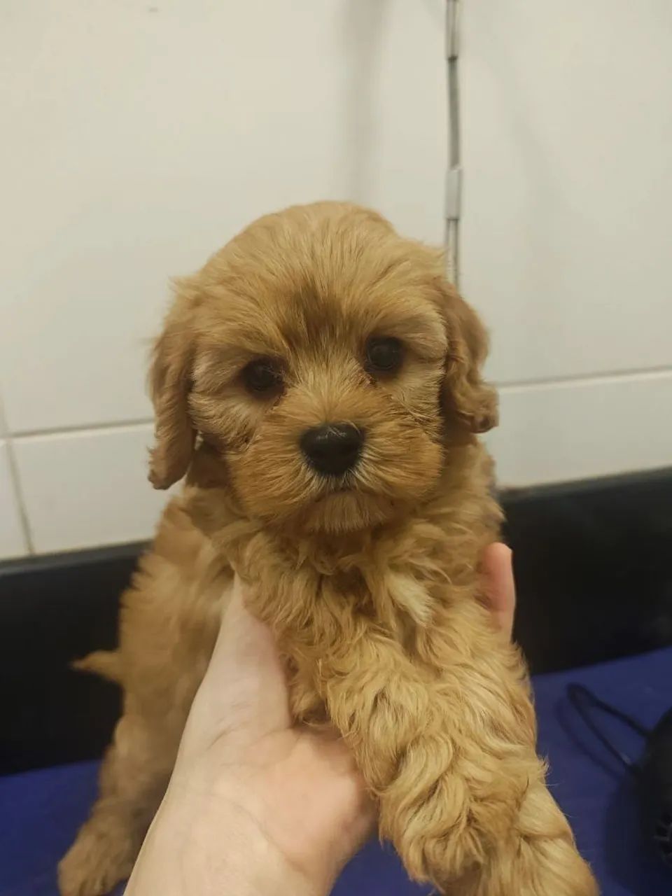 Lindos filhotes de Cavapoo machos na cor Fulvo  - Foto 4