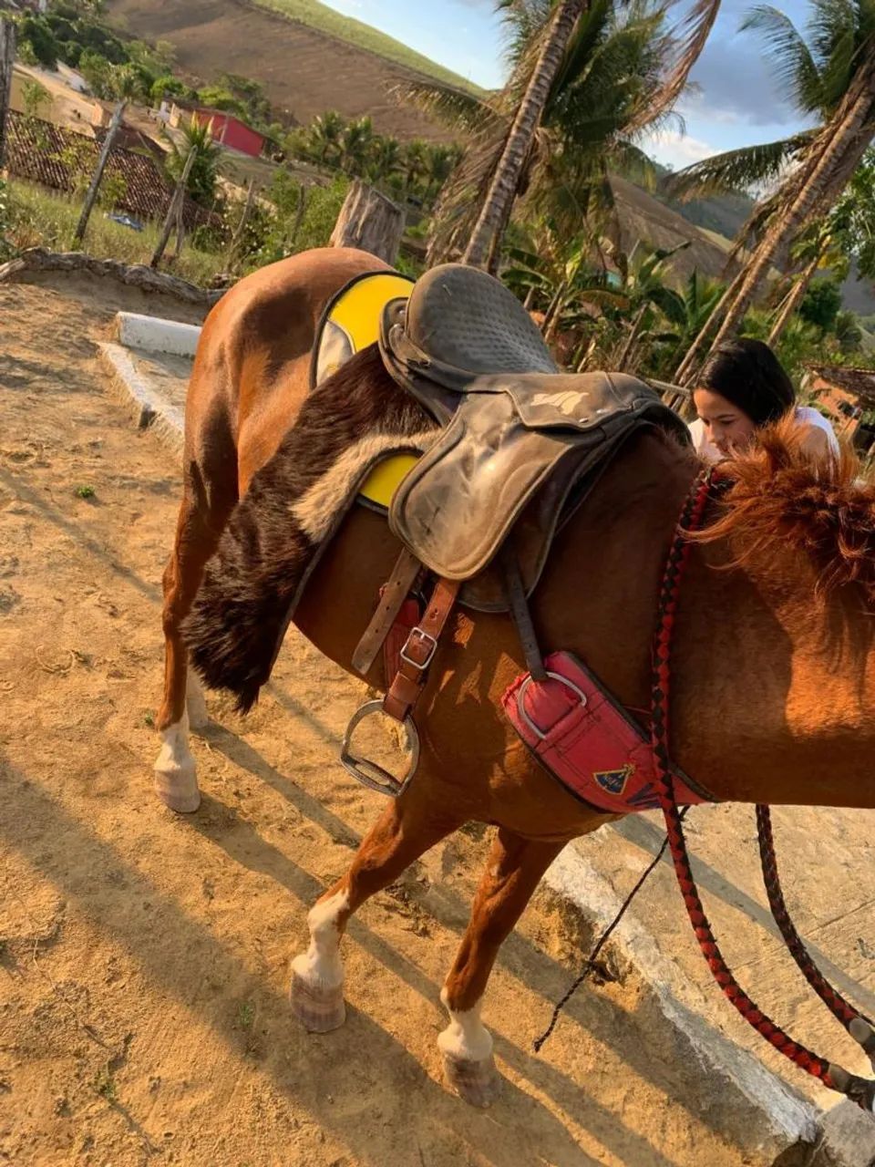 Vendo alazão com sela e tudo  - Foto 3