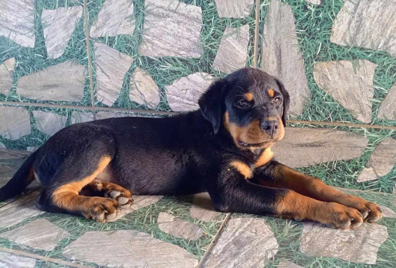 Macho Rotweiller  - Foto 3