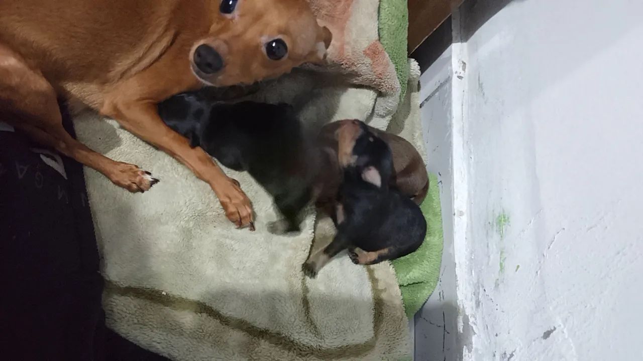 Pinscher zero  - Foto 2