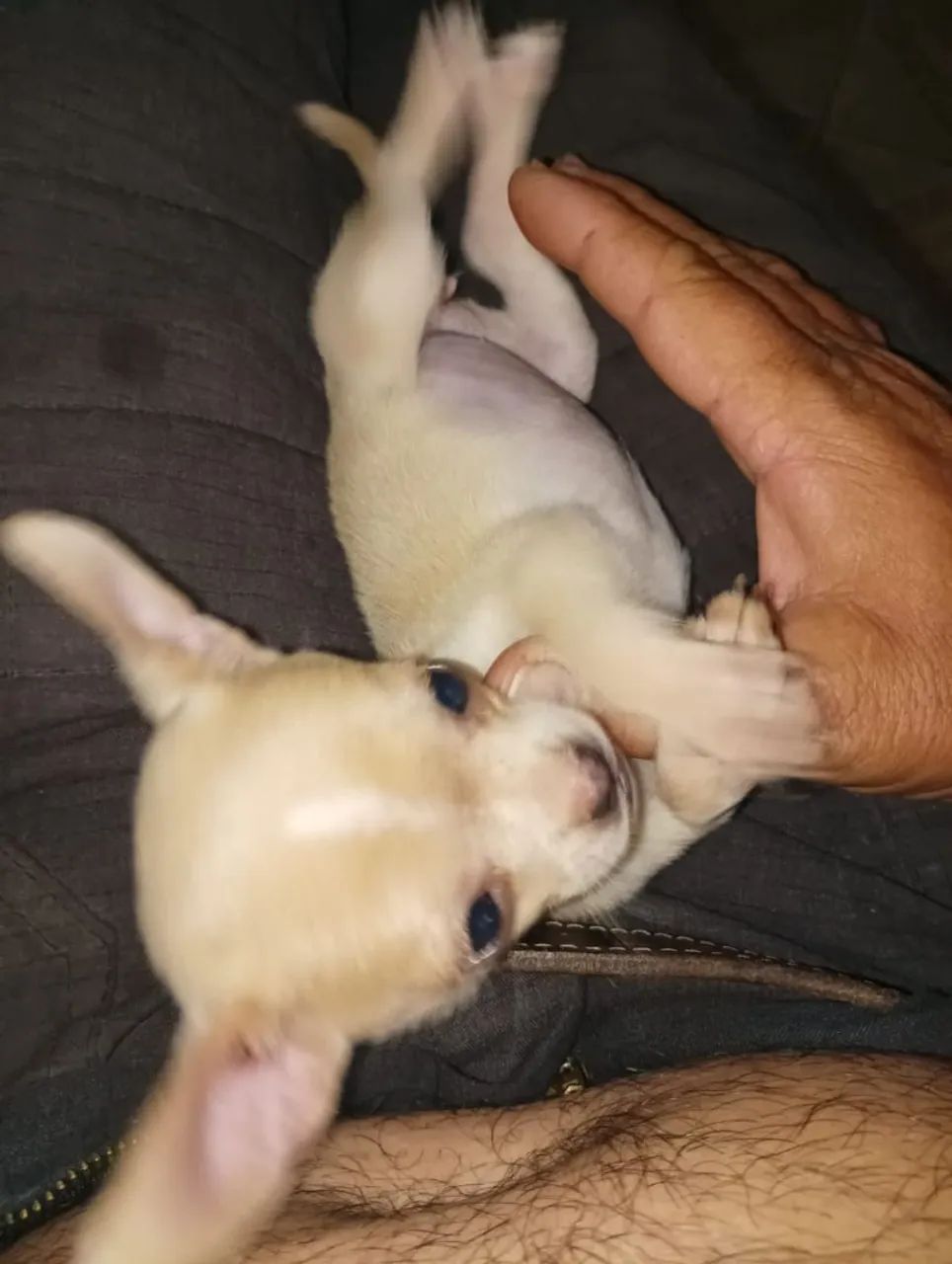Linda Chiauau femia e macho 