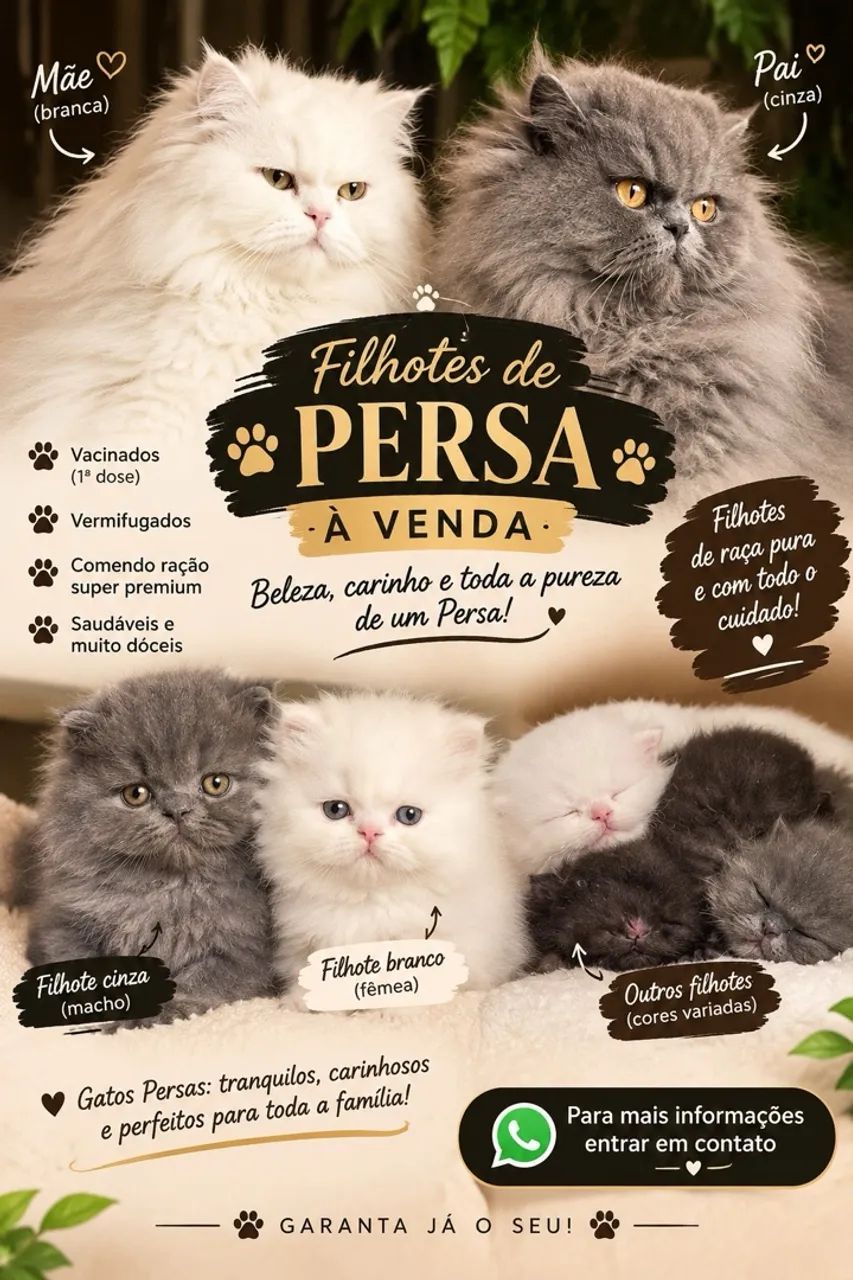Gato persa  - Foto 5