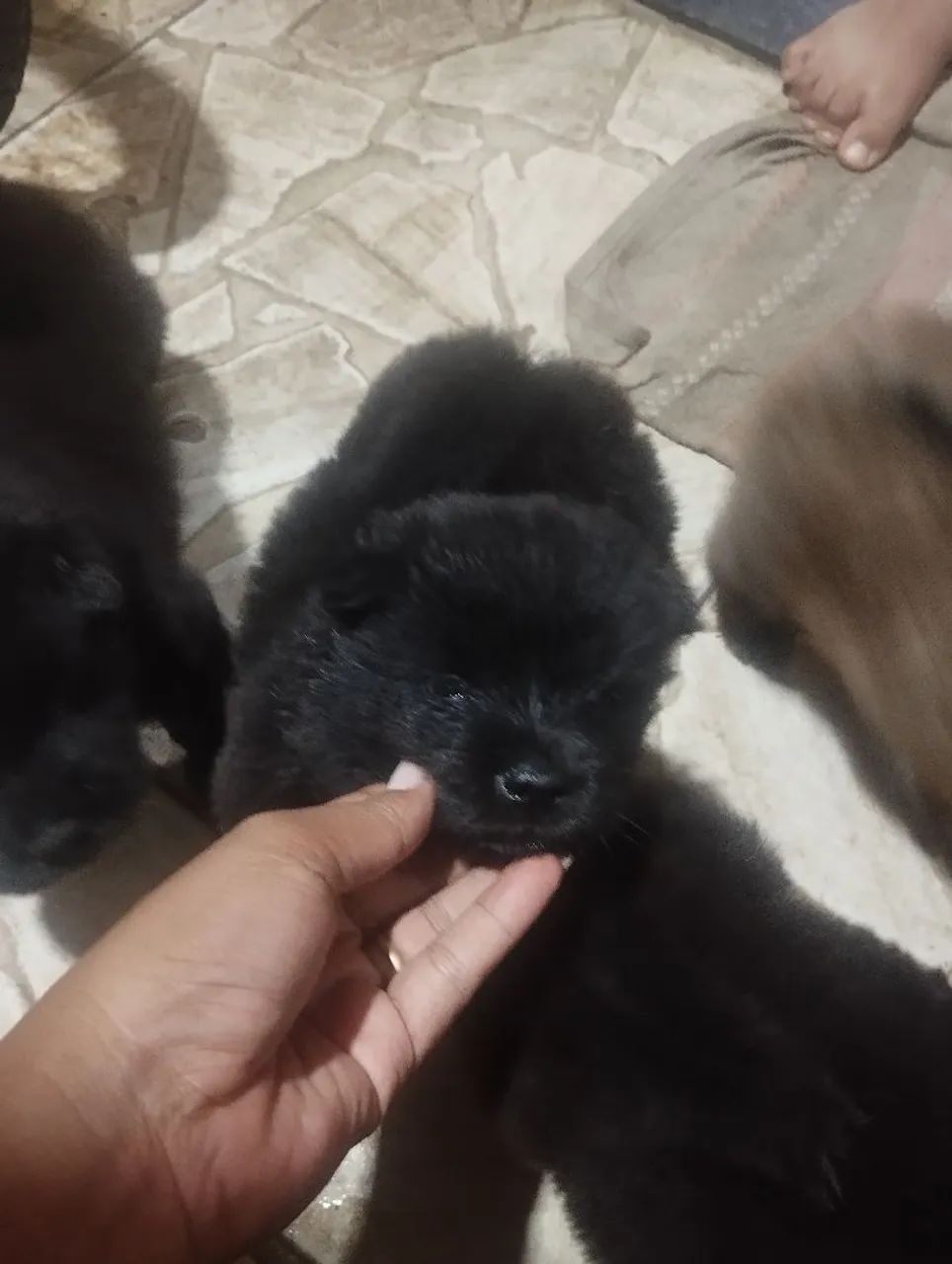 Vende se filhote de Chow Chow despenco curiosidade  - Foto 3