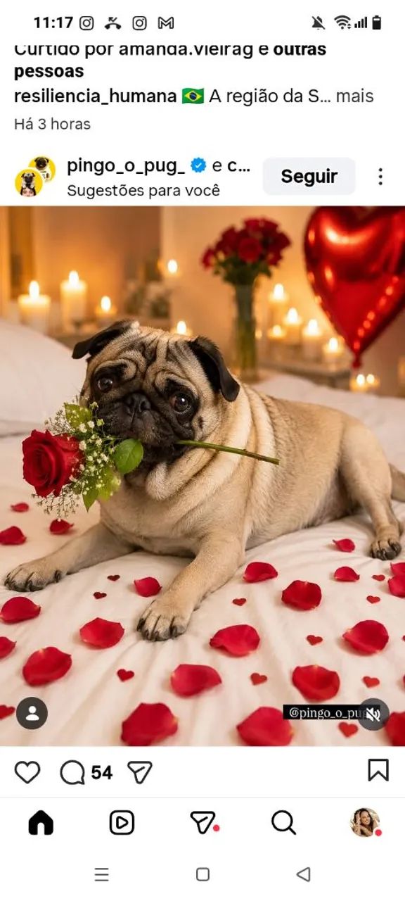 Pug macho preto - Foto 5
