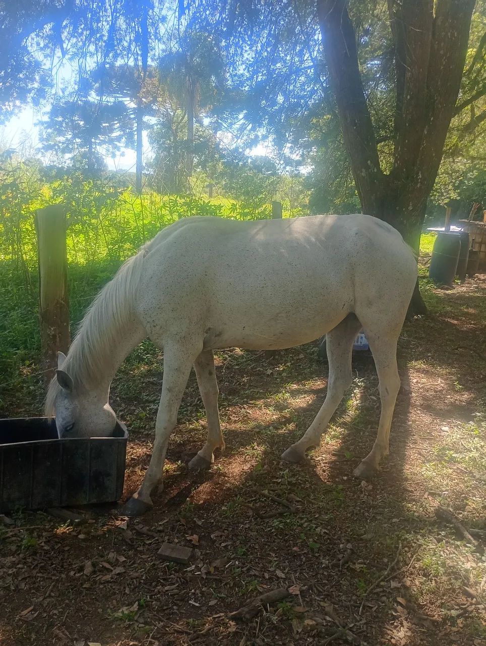 Égua maçã  - Foto 4