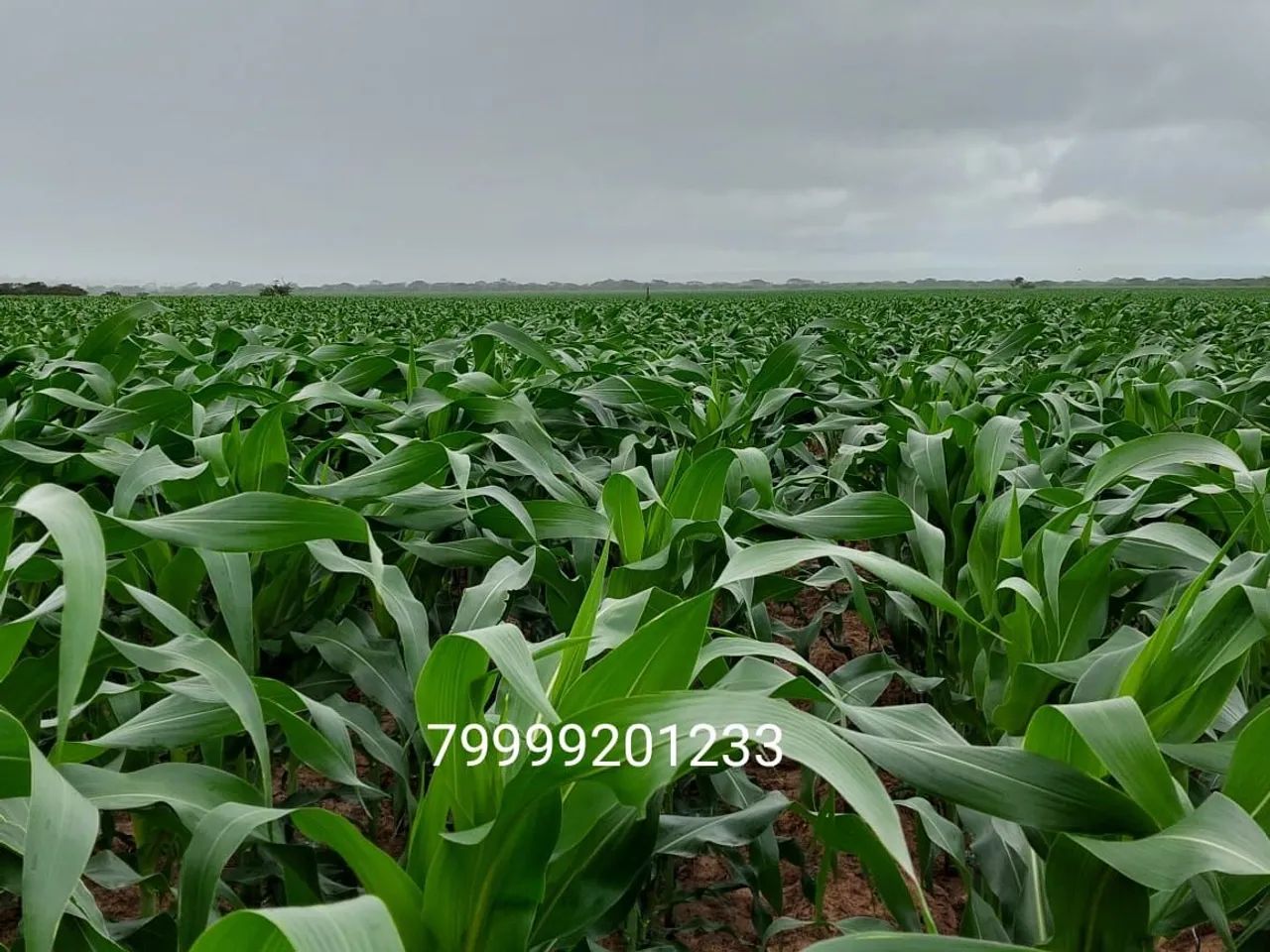 VENDO FAZENDA EM POÇO VERDE  - Foto 2