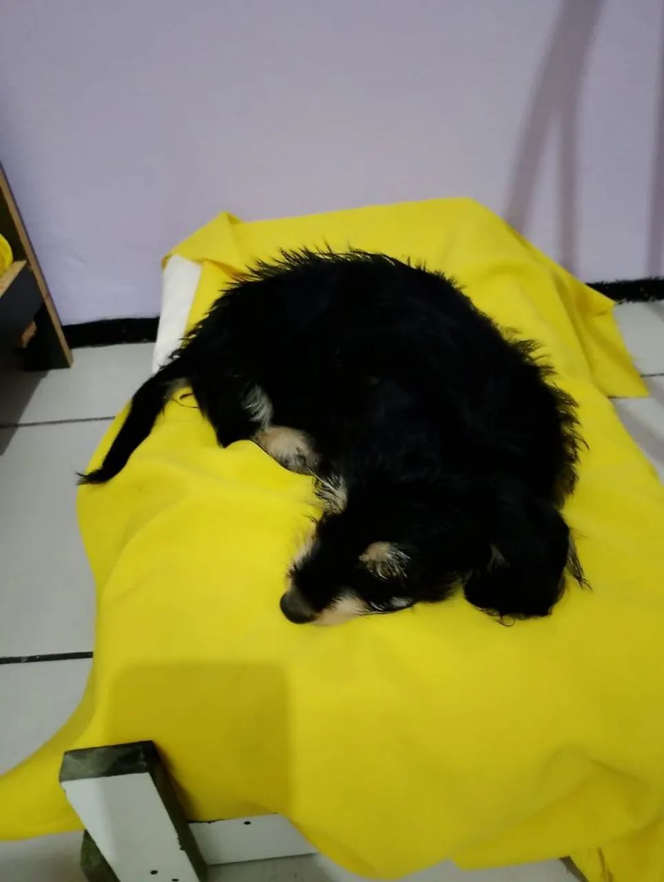 Filhote da raça poodle com maltez - Foto 3