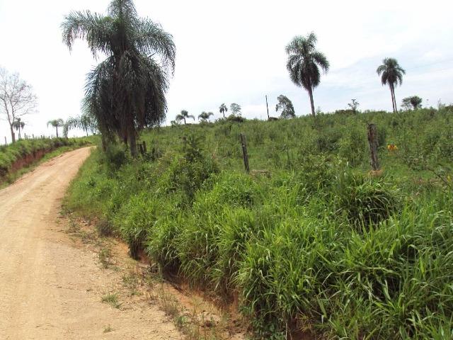 Excelente fazenda com 126 alqueires em Campo Largo - Foto 6