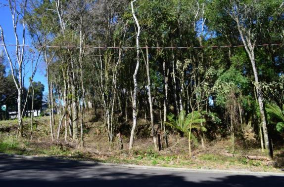 Terreno residencial à venda, floresta, gramado. - Foto 2