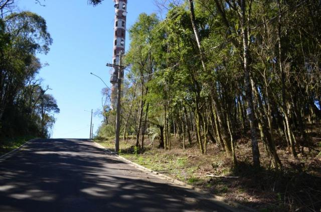 Terreno residencial à venda, floresta, gramado. - Foto 6
