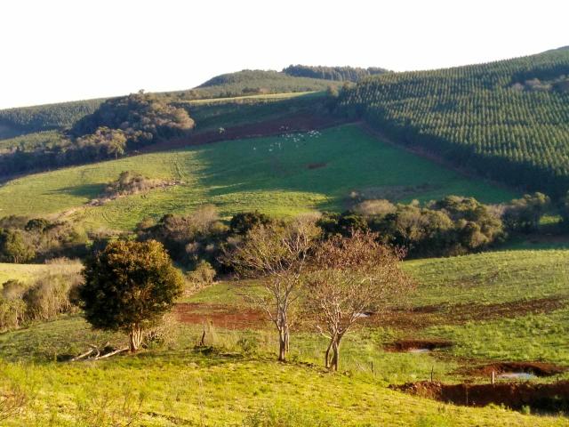 Fazenda de 66 Alqueires .50 Alqueires Mecanizados - 17 KM de Cantagalo PR - Foto 11