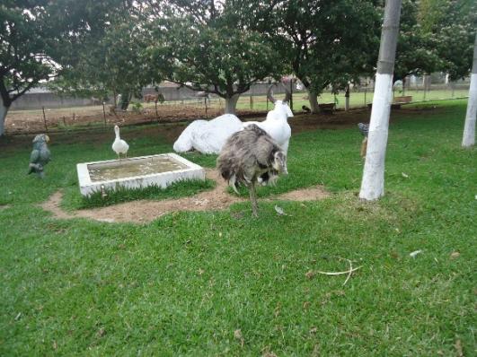 Terreno à venda em Aberta dos morros, Porto alegre cod:MI17355 - Foto 6