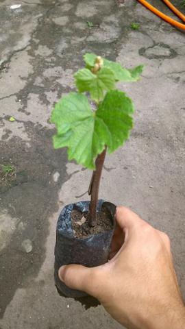 Mudas de Videira (uva roxa)