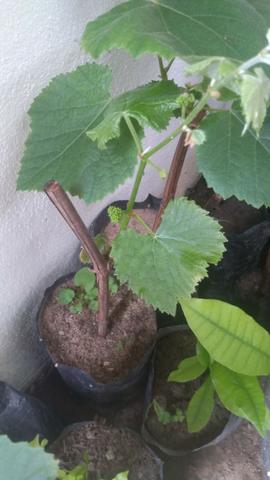 Mudas de Videira (uva roxa) - Foto 2