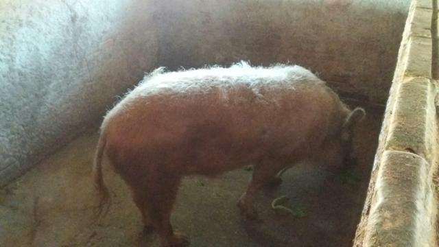 Porco Grande. - Foto 4