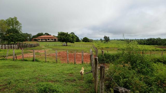 Arrendo pasto para 3 mil cabeças - Foto 3