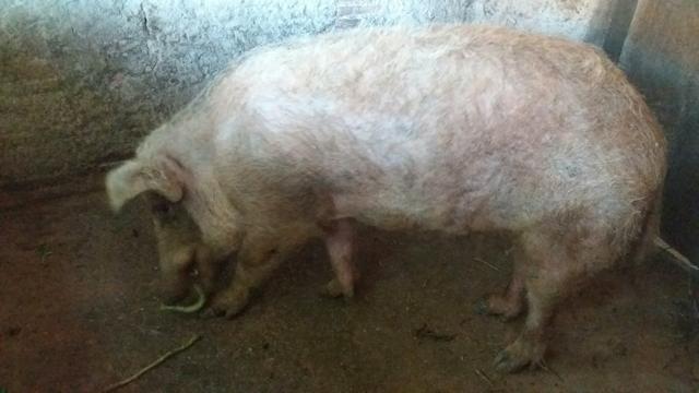 Porco Grande. - Foto 2