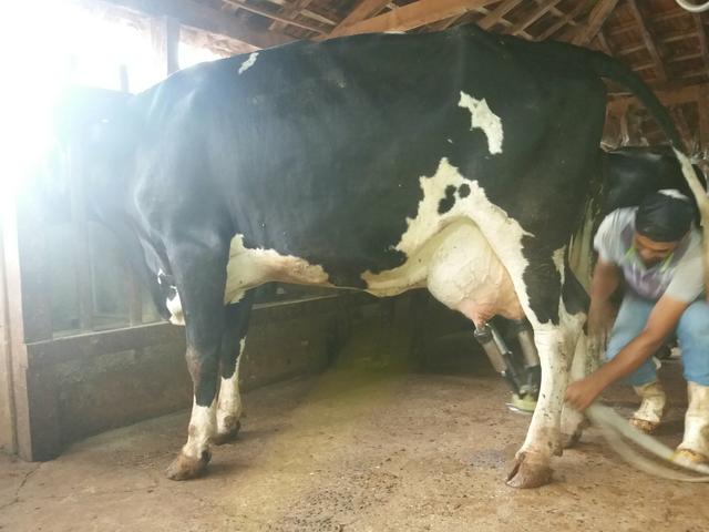 Vacas leiteiras e novilhas, imposto e frete grátis gado em Minas - Foto 6