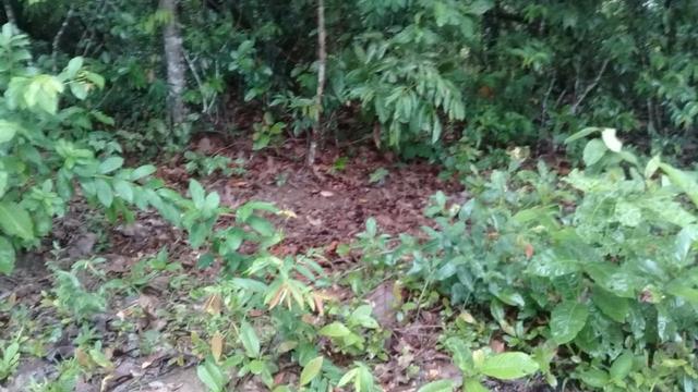 FAzenda de 234 alqueires na região de goianorte - Foto 3