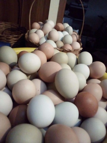 Vendo ovos caipiras e frangos caipiras  - Foto 2