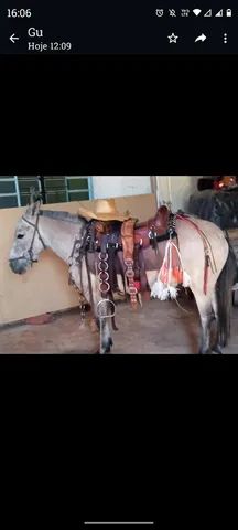 Vende-se mini mula