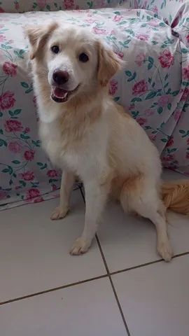 Cachorro de raça  - Foto 4