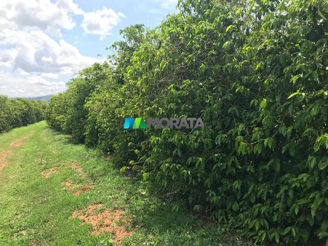 FAZENDA À VENDA - 240 HECTARES - REGIÃO DE CAMPOS ALTOS (MG) - Foto 2