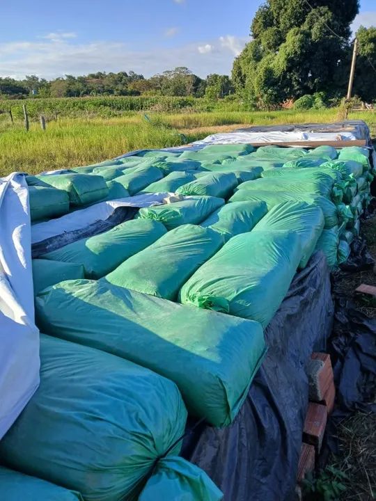 Silagem de Milho - Foto 2