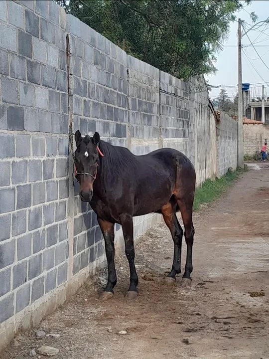 Potro puro e charrete 
