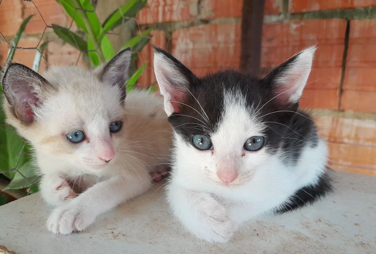 2 gatinhas  - Foto 2