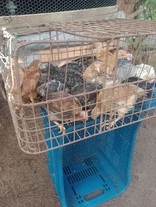 Frangotinhos linhagem pesadão