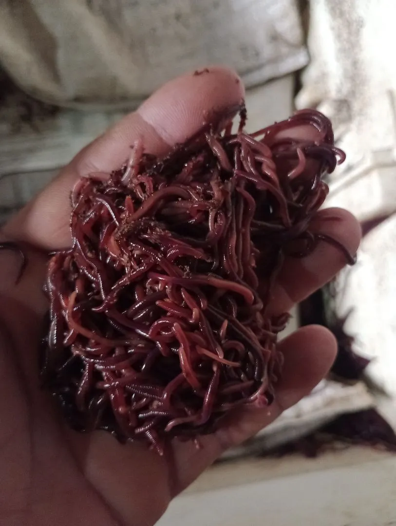 100 Minhocas para Compostagem são 100 unidades + 5kg alimento inicial