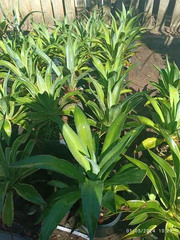 Vaso de  Agave Dragão  - Foto 4