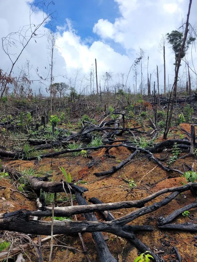 VENDO 100 ALQUEIRES NA VILA DO SAMUEL - Foto 7