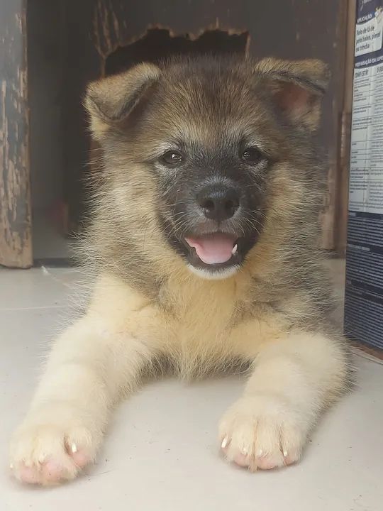 Filhote de Husky Siberiano com akita