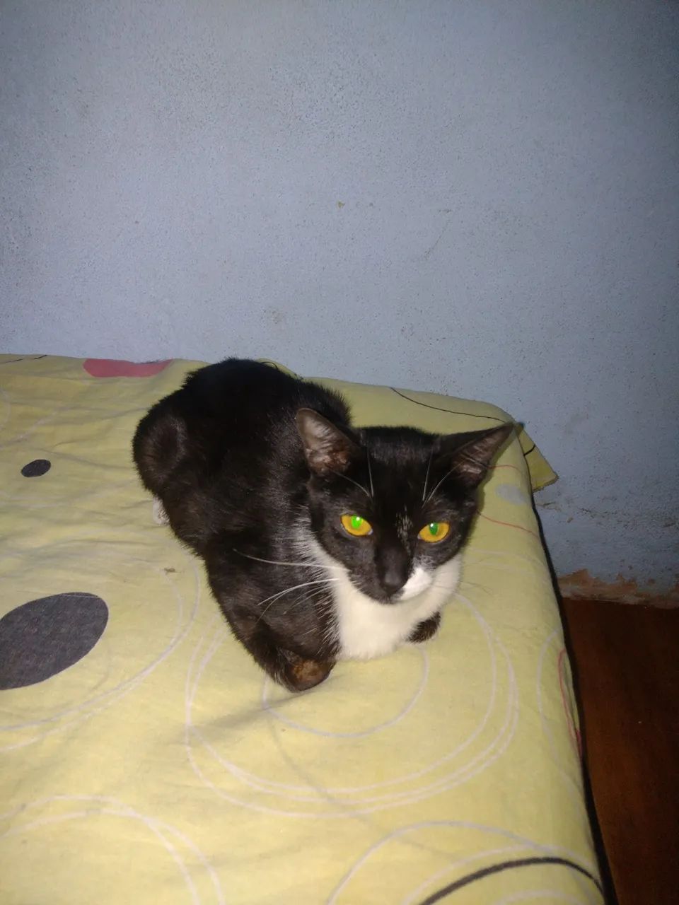 Linda Gata frajola prenha - Foto 5