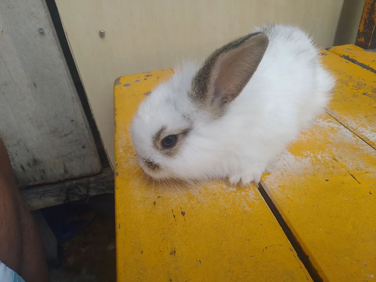 Coelhinho branco com manchas marrons - fofinho e dócil - Foto 2